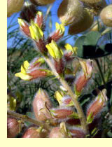 Астрагал хивинский (Astragalus chiwensis)) Астрагал хивинский (Astragalus chiwensis)